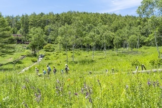 写真：入笠湿原の風景