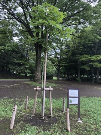 写真：令和元年7月の様子