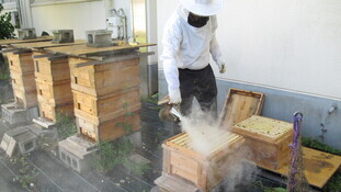写真：ハチの巣箱に煙をかけている写真