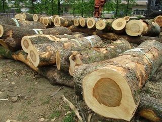 写真：クスノキの伐採