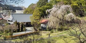 写真：川井家住宅主屋・旧川井家土蔵・シダレザクラの全景