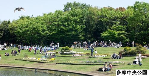 写真：昼間の多摩中央公園の芝生で、たくさんの人が休んでいる様子（多摩中央公園）