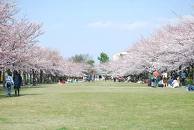 桜がたくさん咲いている宝野公園の写真