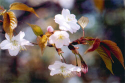 ヤマザクラが咲いている写真