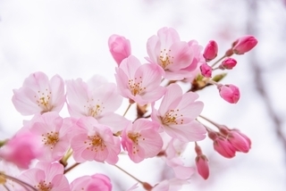 写真：桜の花