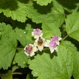 写真：投稿番号41 ナワシロイチゴの花