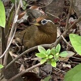 写真：投稿番号223 ガビチョウ