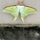 写真：投稿番号225 オオミズアオ