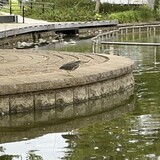 写真：投稿番号224 ササゴイ