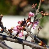 写真：投稿番号79 早咲き品種のサクラの花
