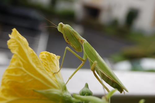 カマキリの写真2