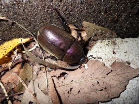 カブトムシ雌の写真