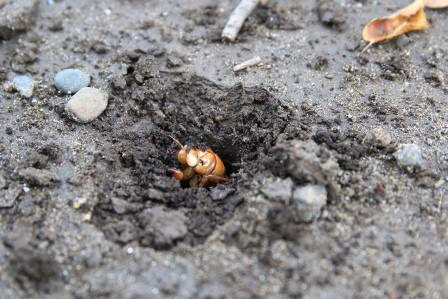 アブラゼミの幼虫の写真