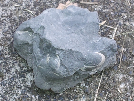 貝の化石の写真