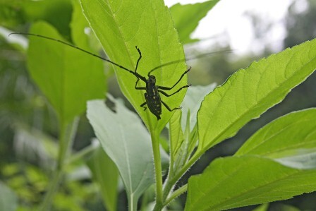 キボシカミキリの写真