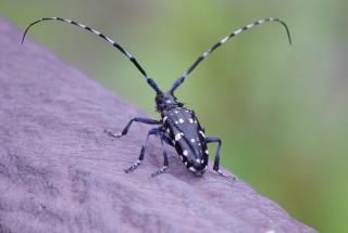 写真：ゴマダラカミキリ