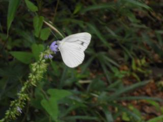 写真：白い蝶