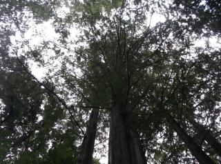 写真：高い木
