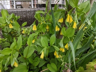 写真：黄花宝鐸草