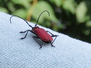 写真：ベニカミキリムシ1