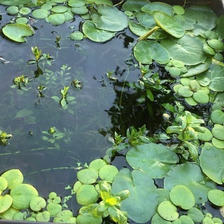 写真：メダカと水草