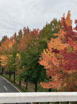 写真：紅葉（モミジバフウの街路樹）1