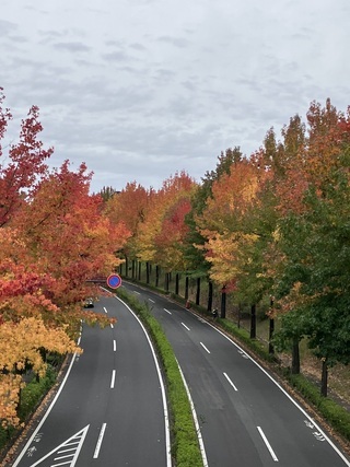 写真：紅葉（モミジバフウの街路樹）2