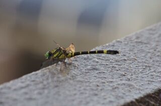 写真：コオニヤンマ