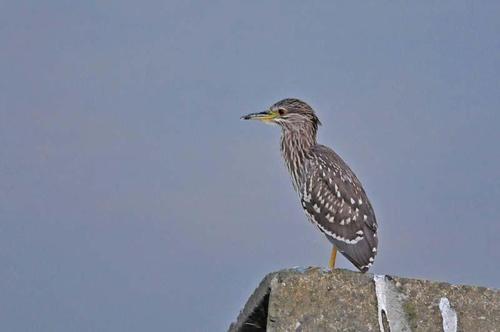 ゴイサギ（幼鳥）の写真　関戸在住の方撮影