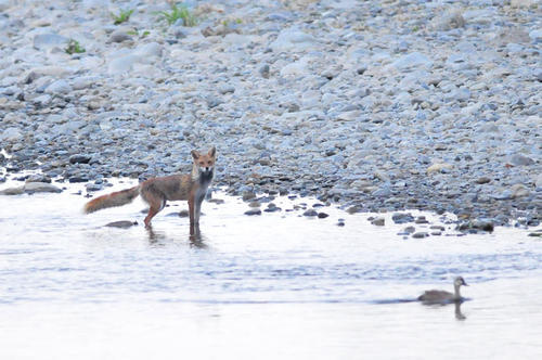 カルガモとキツネの写真1　関戸在住の方撮影