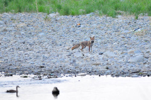 カルガモとキツネの写真2　関戸在住の方撮影