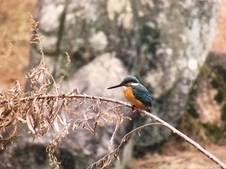 写真：カワセミ1