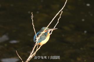 写真：カワセミ