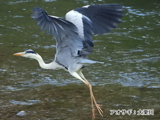 写真：アオサギ