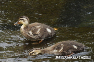 写真：カルガモ2