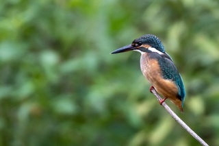 写真：カワセミ3