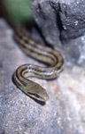 シマヘビの写真