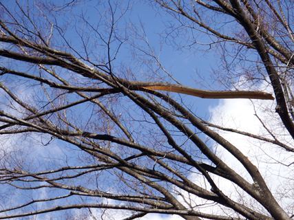 写真:ケヤキの折れ枝