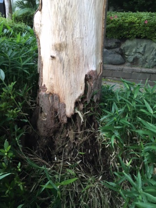 写真：根元が腐った木