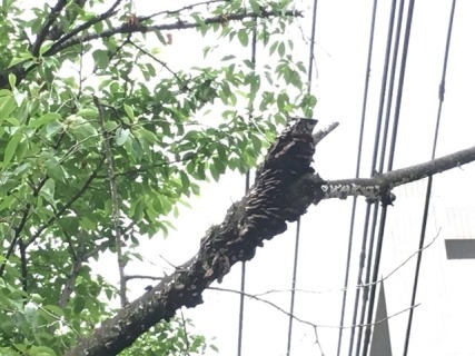 写真:キノコが発生したサクラの枯枝