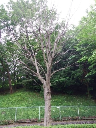 写真：トチノキの枯木