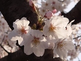 写真：桜の花