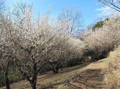 都立桜ヶ丘公園の梅の写真