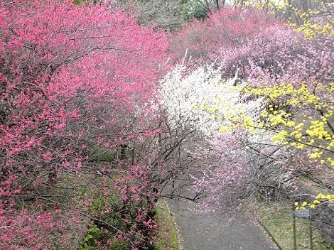 瓜生緑地の梅の写真