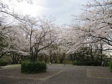 いろは坂桜公園の写真
