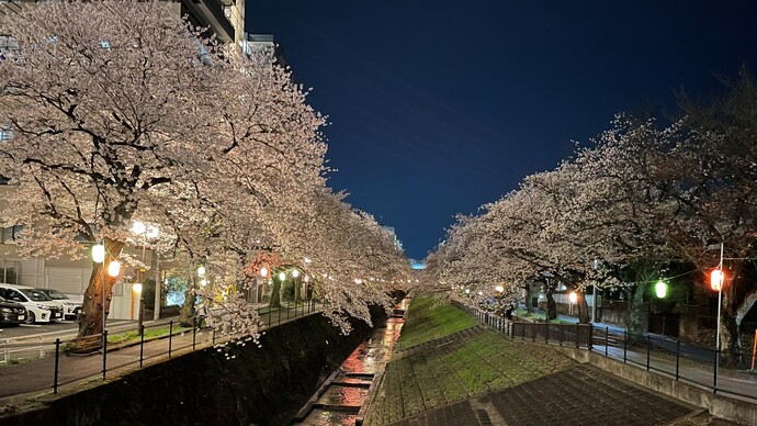 写真：夜桜