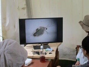 モニタに映ったミジンコの拡大写真と、それを観察する受講生の写真
