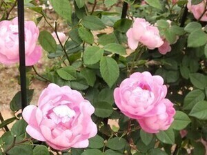 グリーンライブセンターのバラの写真