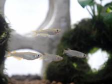 水槽を泳ぐメダカの写真