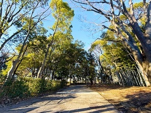 多摩中央公園の園路と樹木の写真